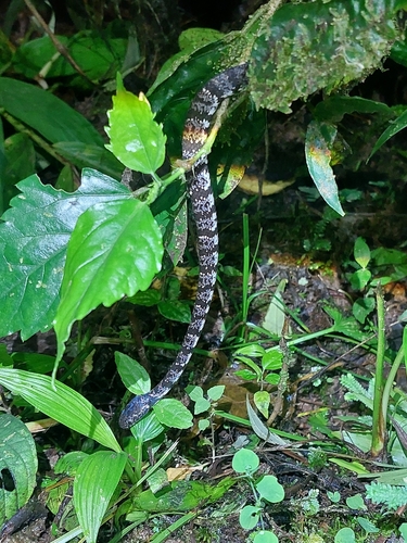 Vieira's Snail-eating Snake