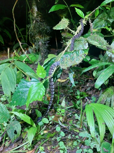 Vieira's Snail-eating Snake