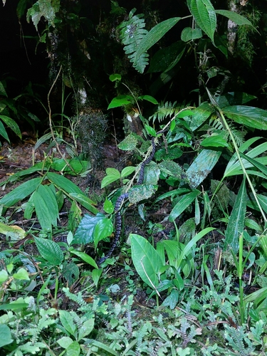Vieira's Snail-eating Snake