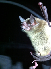 Pteronotus parnellii