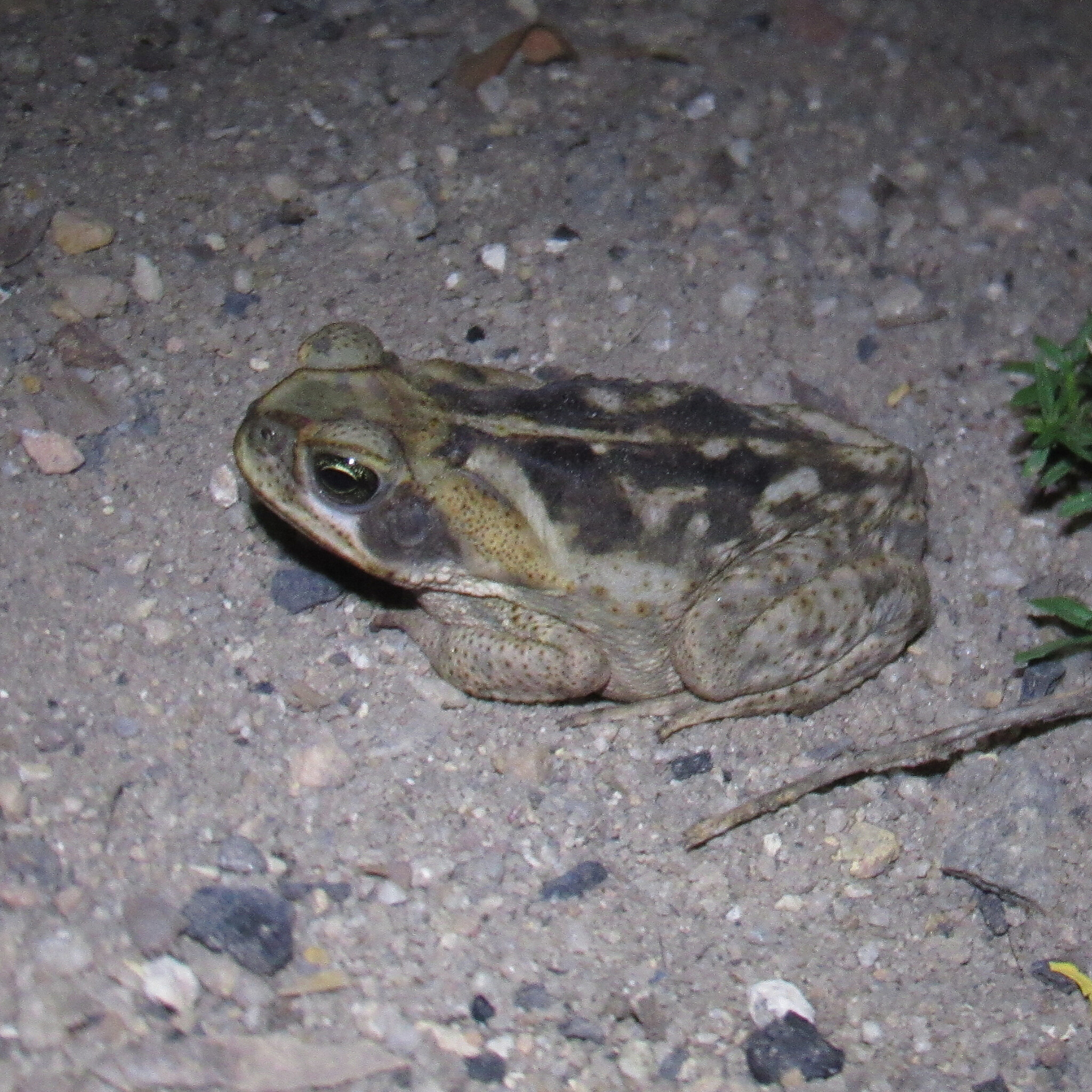 Rhinella diptycha (Cope, 1862)