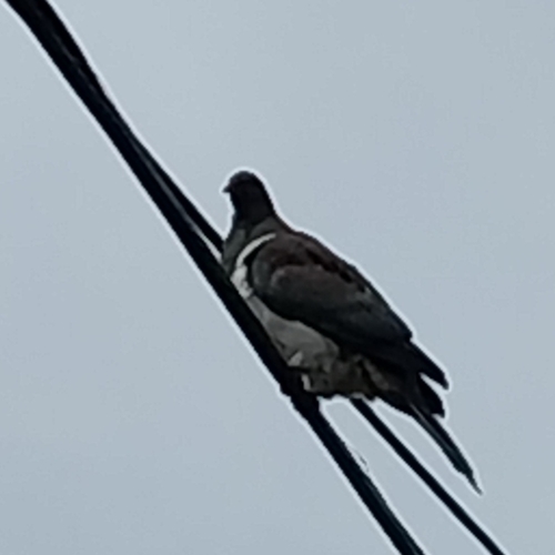 New Zealand Pigeon (Hemiphaga novaeseelandiae), photo 4