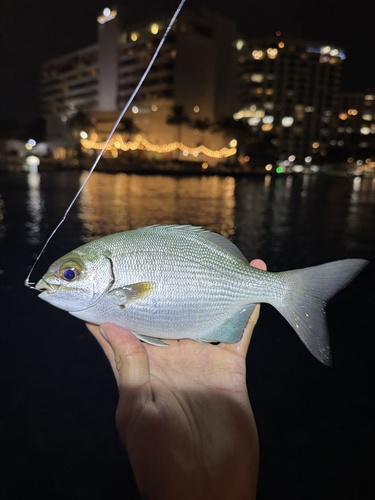 Bermuda chub (Kyphosus sectatrix) — Kyphosidae