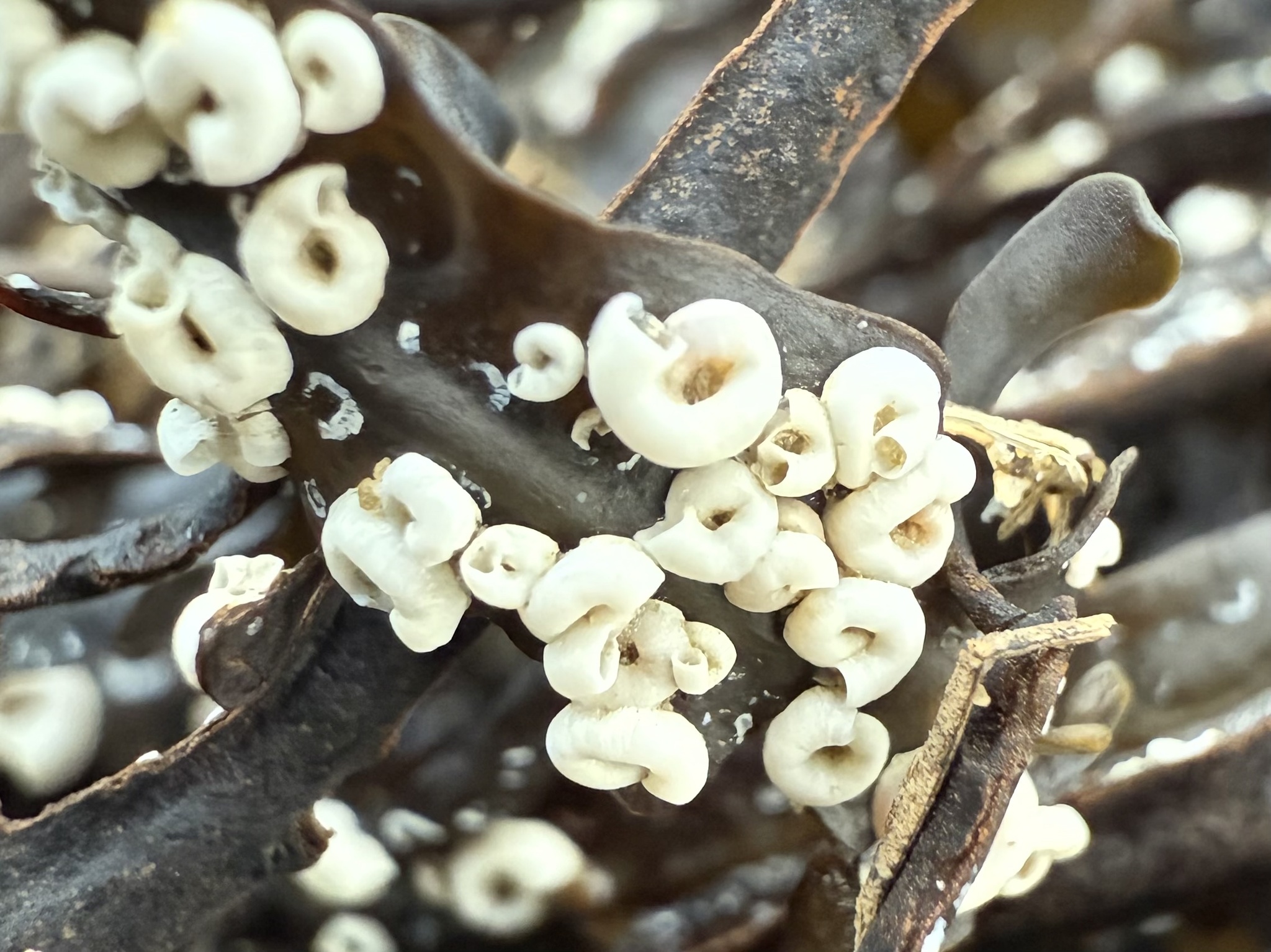Spirorbis spirorbis (Linnaeus, 1758)
