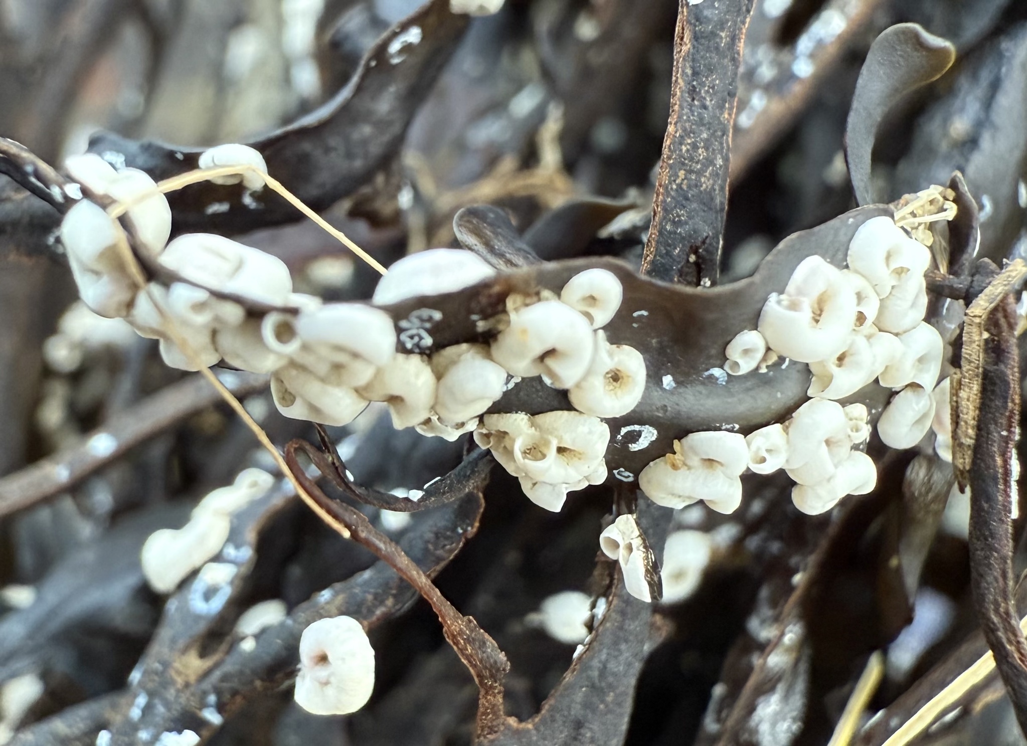 Spirorbis spirorbis (Linnaeus, 1758)