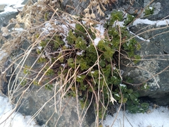 Ziziphora clinopodioides