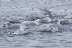 Larus glaucoides glaucoides