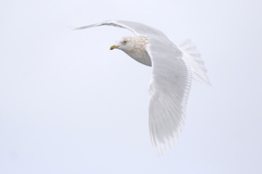 Larus glaucoides glaucoides