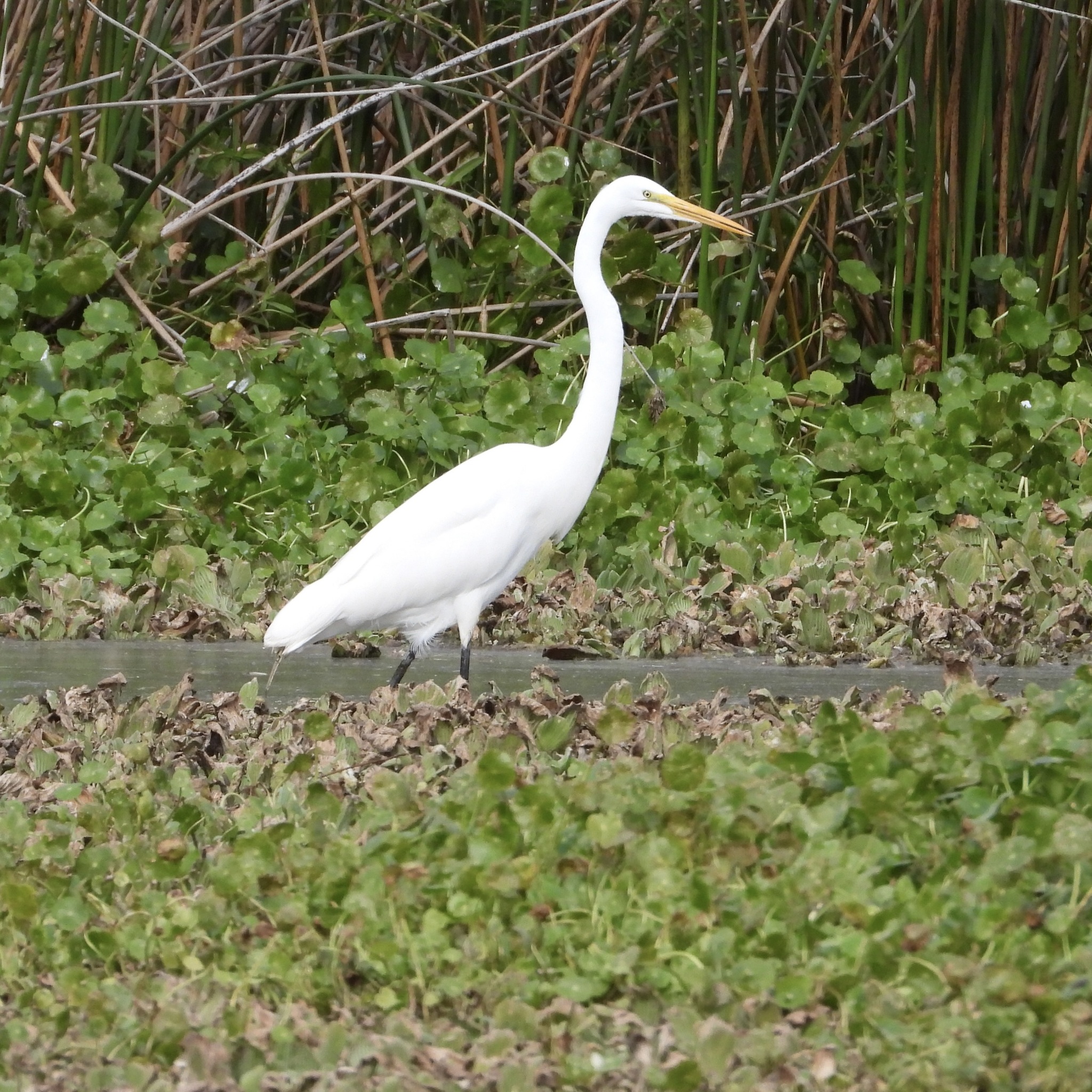 Great Egret (Ardea alba), photo 6