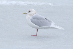 Larus glaucoides glaucoides