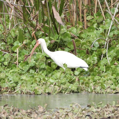 American White Ibis (Eudocimus albus), photo 4
