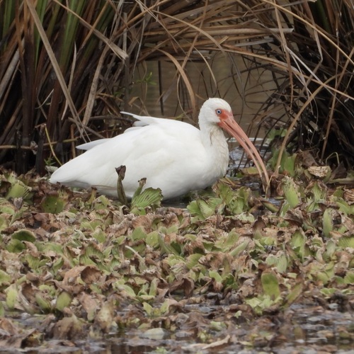 American White Ibis (Eudocimus albus), photo 6