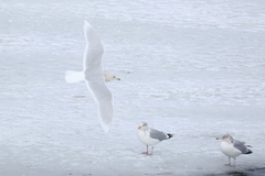 Larus glaucoides glaucoides
