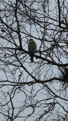 Cooper's Hawk