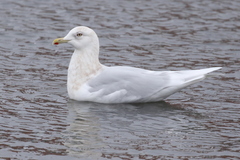 Larus glaucoides glaucoides