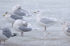 Larus glaucoides glaucoides