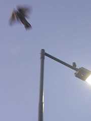 Parabuteo unicinctus