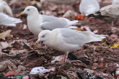 Larus glaucoides glaucoides