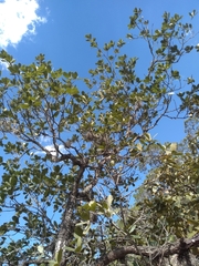 Quercus jonesii