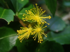 Azara lanceolata