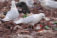 Larus glaucoides glaucoides
