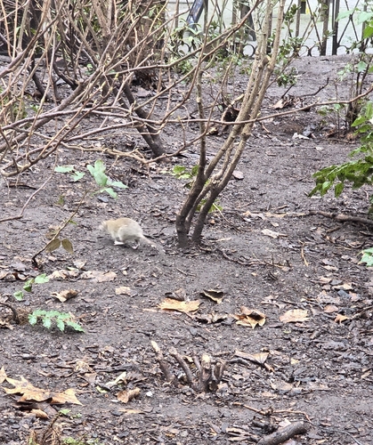 Brown Rat