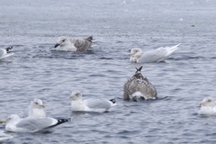 Larus glaucoides glaucoides
