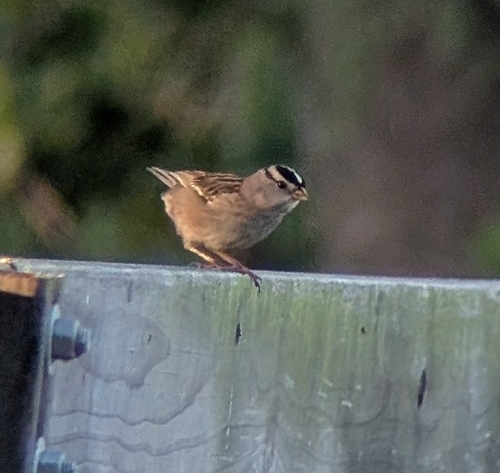 White-crowned Sparrow (Zonotrichia leucophrys), photo 6