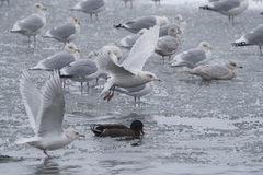 Larus glaucoides glaucoides