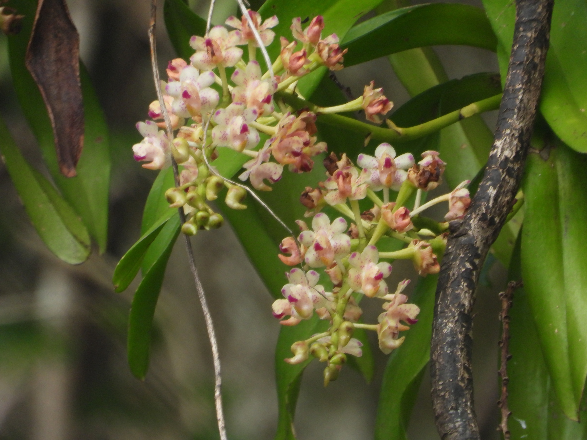 Aerides quinquevulnera Lindl. 3