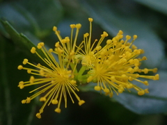 Azara lanceolata