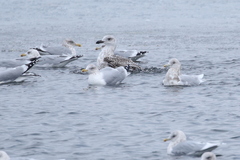 Larus glaucoides glaucoides