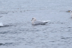 Larus glaucoides glaucoides