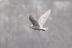 Larus glaucoides glaucoides