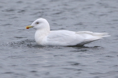 Larus glaucoides glaucoides