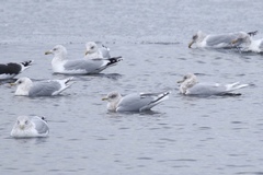 Larus glaucoides glaucoides