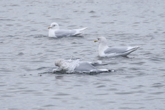Larus glaucoides glaucoides