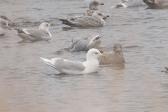 Larus glaucoides glaucoides