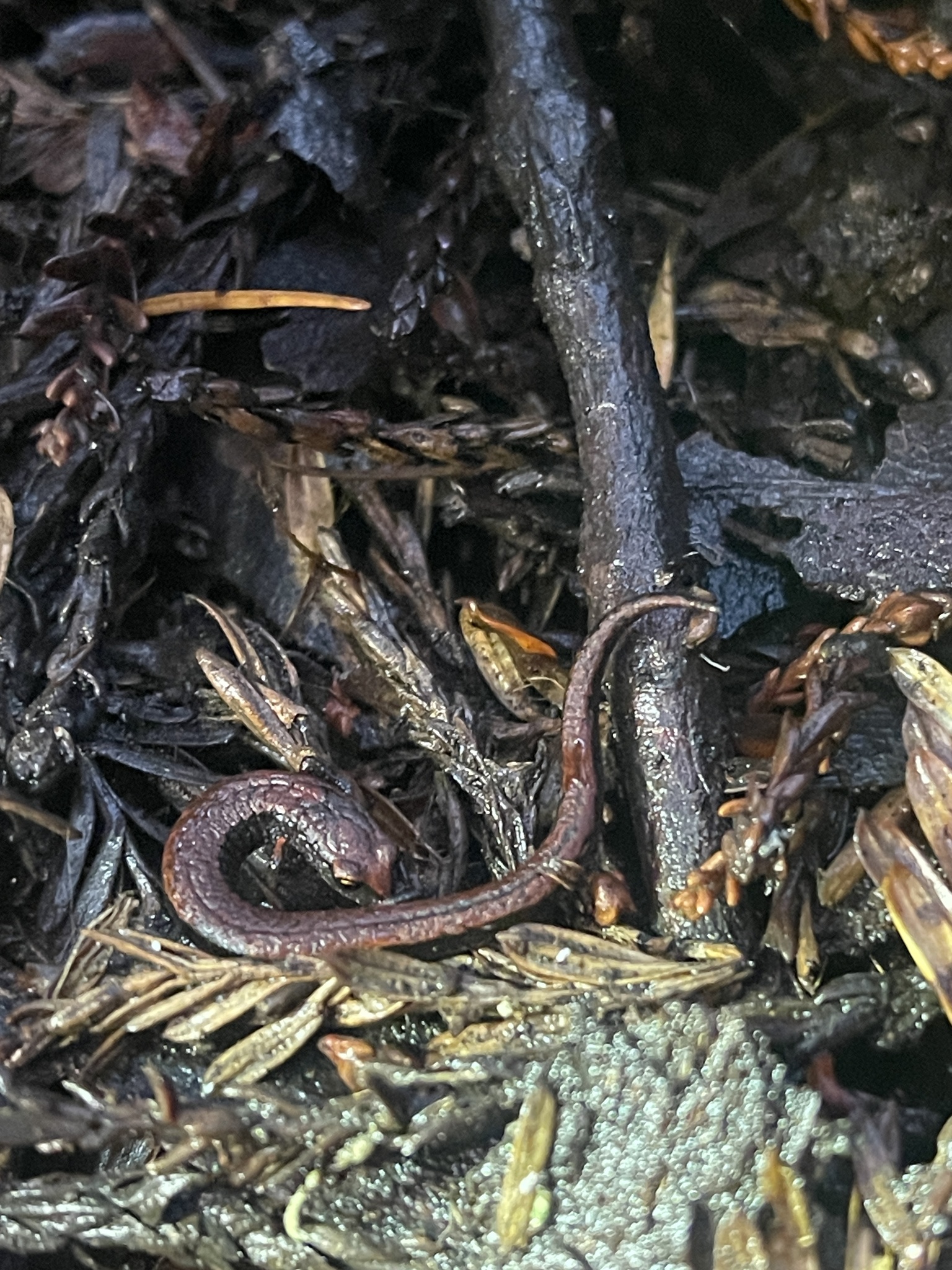 Batrachoseps attenuatus (Eschscholtz, 1833)