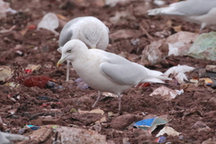 Larus glaucoides glaucoides