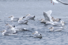 Larus glaucoides glaucoides