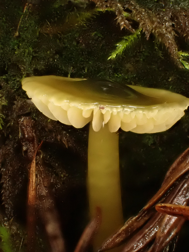 Gliophorus psittacinus · January 2026 · photo: © reago (iNaturalist, cc-by)