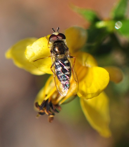 Unknown species found near Grayhawk, Scottsdale, AZ 85255, USA