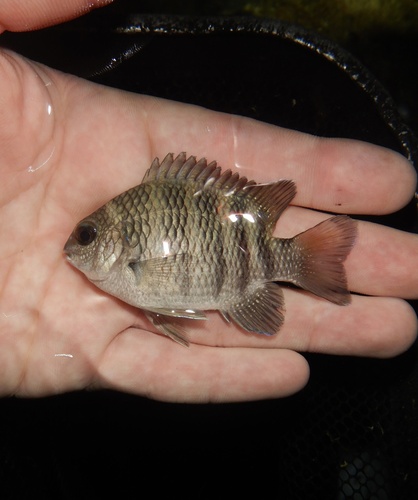 Dovetail (Abudefduf taurus) — Pomacentridae — 3