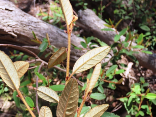 Pomaderris wendlandiana, photograph 4