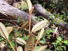 Elspeth Swan, CC BY, iNaturalist via GBIF Pomaderris wendlandiana, photograph Elspeth Swan, CC BY, iNaturalist via GBIF