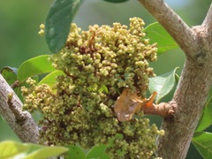 Colomerus antidesmae