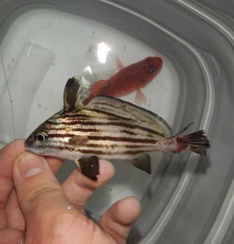 Photo of Cubbyu (Equetus acuminatus)