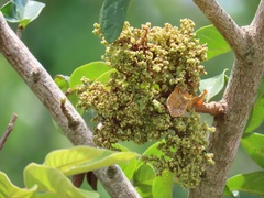 Colomerus antidesmae