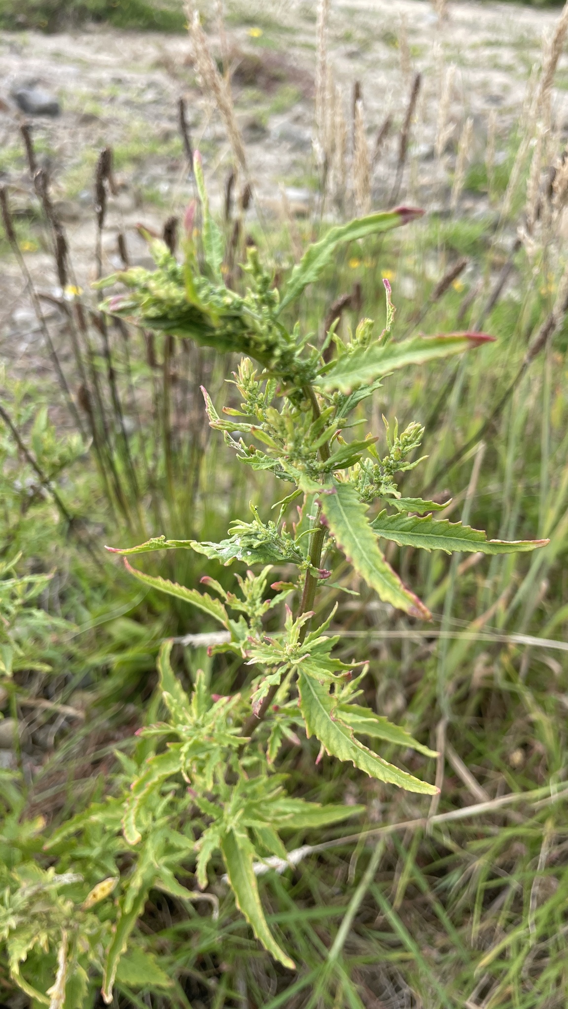 Photo by jordecology via iNaturalist (Copyright jordecology)